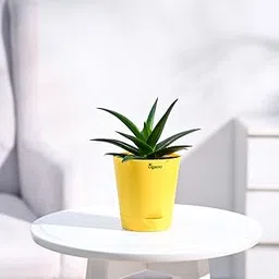 UGAOO Aloe Vera Mini Plant Succulent Live Plant with Pot-picture-23