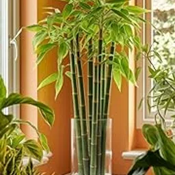 Crystal Clear Glass Cylinder or Terrarium or Decorative Bowl for Home Décor (4 x 12 inch)-picture-18