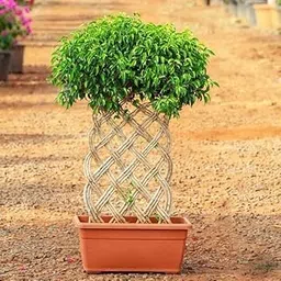 Mphmi Seedless Plant Plants Ficus Bonsai Plant Round Braided Arrangement Plant Garden Live Plant Nursery Indoor Outdoor Living Plants-image-72