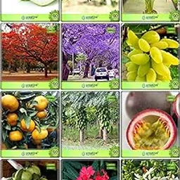 Creative Farmer Summer Combo Fruit & Fruit : Grape, Orange, Papaya, Passion Fruit - Violet, Thailand Guava, Areca Lutscence, Blue Jacaranda, Gulmohar, Karavira, Night-Flowering Jasmine, Guava, Pomagranate Fruit Seeds For Home Garden-picture-25