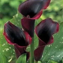 Ritz Farming Imported Veriety Big Size Mix Colour Zantedeschia, Calla Lily Flower Bulbs For all Season Gardening In Home And Garden (Black, Pack of 1 Call Lily)-picture-18