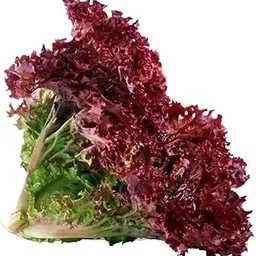 Udanta Seeds Vegetable Seeds- Lettuce Red F1 Hybrid For Winter Gardening (Pack Of 20-30 Seeds) on Affordable Pack-picture-17