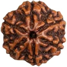 Cuonna Gems Gallery Beautiful Nepali Six Faced 6Mukhi Rudraksha Original Certified छः मुखी रुद्राक्ष ओरिजिनल सर्टिफाइड A1 Grade Pure 6 Face Ruthratcham Chhah Mukhi Rudraksh Represents Lord Kartikeya-image-6
