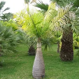 Plants Point Live " Bottle Palm " Plant for Outdoor garden Landscape Tree (1 Plant)-picture-31