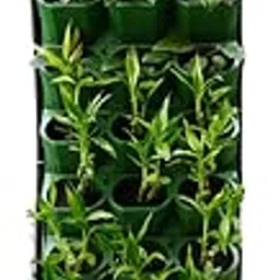 27-Planter Vertical Hydroponic Wall Garden System (9 Panels × 3 Plant Spaces) | Iron Frame with Built-in Water Reservoir & Nutrient Flow | Ideal for Indoor & Outdoor Gardening-picture-18