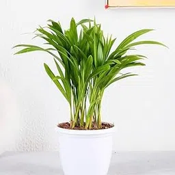 Air purifying plants, Wonderful Indoor Outdoor Decoration Natural Live Big Size "Areca Palm" Tree | For Home Garden | Pack of 2 With pot-picture-31