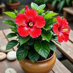 Live Red Hibiscus Plant | Hybrid Red Hibiscus/Gudhal Beautiful Flowering Tree | (Pack of 1)-picture-23
