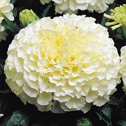 Seeds Marigold Inca White Flower Seeds Hybrid F1 Seeds for Home Garden All Season (10 Seed)-picture-39