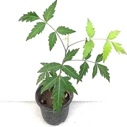 Creative Farmer Live Fruit Plant Neem (Azadirachta Indica) Neem-Azadirachta Sapling Plants Home Garden Plant(1 Healthy Live Plant)-image-54