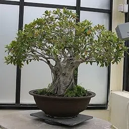 Mphmi Live Plant Nursery NCR Plants Ficus microcarpa Bonsai - Fig, Chinese Banyan Plant Garden Live Plant Nursery Indoor Outdoor Living Plants-image-11