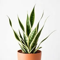Snake Plant in White Ceramic Pot, Indoor Decorative Plant, Green and Yellow Variegated Leaves (Pack of 1) A_13-picture-10