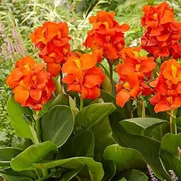 Udanta Canna Lily Bulbs For All Season Orange 1pc Orange-picture-15