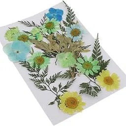 Enakshi 25pcs Multiple Mixed Natural Real Pressed Dried Flowers Leaves DIY Crafts E-picture-12