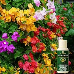GrowHive Grafted Multi-Color Bougainvillea Live Bonsai Plant | With Free Neem Booster Oil | for Indoor & Outdoor Gardens Black Pot-image-43
