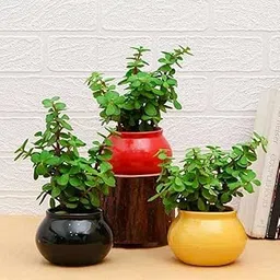 Mphmi Perennial NCR Plants Set of 3 Good Luck Jade Plants in Ceramic Pots Elephant bush, Portulacaria afra, Jade plant Elephant bush, Portulacaria afra-image-86