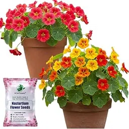 SRI SAI FORESTRY Nasturtium Flower Seeds (Pack of 20) | Jewel of Africa Climbing Mixed Color Ornamental Flower Seeds for Garden, Apartments & Balcony-image-67