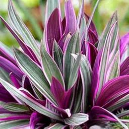 Rhoeo Tricolour Natural Live Plant | Rhoeo Variegated Live Plant Indoor Air Purifier (Pack of 1 Healthy Plant)-picture-11