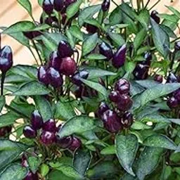 Golden Hills Farm Black Prince Chilli Pepper Seeds 100 seeds-image-42