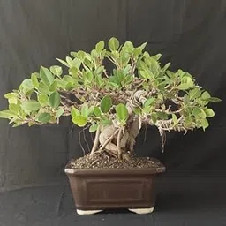 Manju Nursery Bonsai Lucky Banyan Marri Baniyana baragad Live Plant Paniyan Banyan Malayan Banyan Indian Laurel Ficus Curtain Fig Tree Ficus Long Island Mini Chaina Bot Banyan 3 Years Old Bonsai-image-4