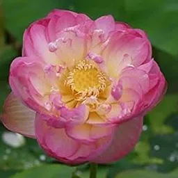 ROYAL LAND Exotic Lotus Seeds Aquatic Plants Water Lilly Nice Fragrance Outdoor Ponds 20 Seeds Variety : RL226-picture-37