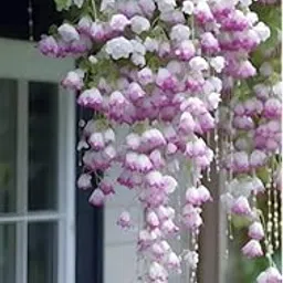 siddhi vinayak gallary SVG® Weeping begonia flowers bulbs | lite purple shade color Flowering Plants Bulbs for Planters Pack of 1 bulbs-picture-10