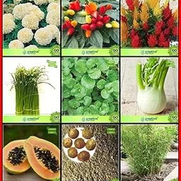 Creative Farmer Heirloom Seeds Combo Herb Seeds & Flower Seeds : White Marigold, Chilly Gold Finger, Celosia, Papaya, Soapnut, Bamboo, Fennel Folrance, Water Cress, Garlic Chives Terrace Gardening-picture-57