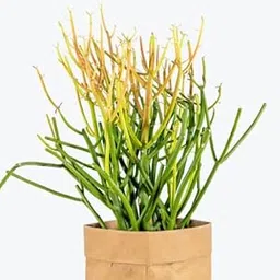 Live Pencil Cactus Plant | Indoor - Outdoor Garden Plant image 1