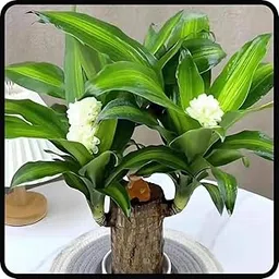 Brazilian Lucky Wood Plant, Indoor Air-Purifying Feng Shui Plant for Prosperity, Brazilian Lucky Wood (Pack of 1 plant)-image-5