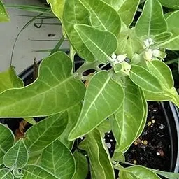 Kalfo Live Ashwagandha Plant, Withania Somnifera, Ayurvedic Medicinal Plant with Black Plastic Pot for Home Garden-picture-24