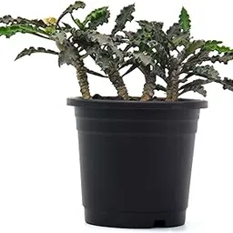 "Rare" Euphorbia Decaryi Succulent spurge Live Plant by Veryhom-picture-14