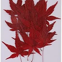 Enakshi® 2x12 Pieces Real Dried Flower Leaves Maple Leaf for DIY Christmas Card Making|Crafts | Home Arts & Crafts | Floral Crafts | Dried Botanicals & Potpourri | Dried Flowers-image-33