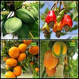 Creative Farmer Seeds Combo Tree Seeds : Indian Badam, Cashew Seed, Orange, Papaya Fruit For Gardening-picture-25