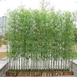generic Live Real Desi Lucky Bamboo/Bambusa Live Tree Plant For Gardening Area With Plastic Pot-picture-31