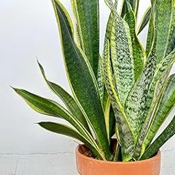 Plants for home decor live plant indoor Positive Energy and Cleaner Air- Money + Snake plants Combo Pack of 2 image 1