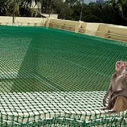 EasyShoppingBazaar Monkey Net/Bird Net/Cricket Net/Child Safety Net UV Stabilized HDPE (with Clips & Tying Ropes) 44 MM Hole - Green - 12 x 100 FT - 3MM 54PLY-picture-36