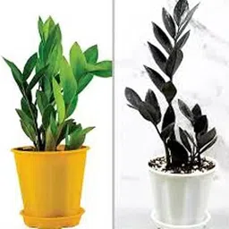 NDS Zamia Zamioculas Zamiifolia " Raven" Succulent Rare Exotic Live ZZ Indoor Plant For Home and Garden with Pot (Combo Green & Black)-picture-22