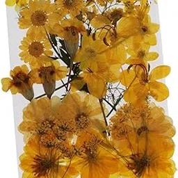 Enakshi 36/37/38/39/42Pc Natural Real Pressed Dried Flowers DIY Scrapbook Yellow-picture-26