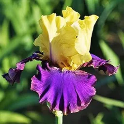 FernsFly® IMP. Hybrid Bearded Iris Dwarf & Multi cut Aromatic Winter Flower Rhizome Home Pot/Land Gardening Reblooming Replanting (Pack of 3 Califlora Juru Park Bearded Iris)-picture-16