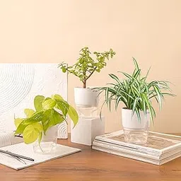 KYARI Jade-Spider-Golden Money Combo of 3 Indoor Plants for Living Room | Live Plants | Plants with White Pot for Home Air purifier plants | Plants for Home Decor | Plants for garden-picture-19