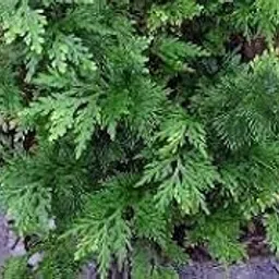Nursery Live Rare Selaginella Plana Selaginellaceae,Lycopodium planum,Asian Spikemoss, Cyperus Clubmoss, Paka Merak,- Medicinal Plant(chirava nacki)-picture-18