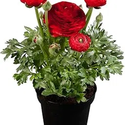 Ranunculus Flower Seeds Hybrid Red Colour For Home Gardening 1-image-8