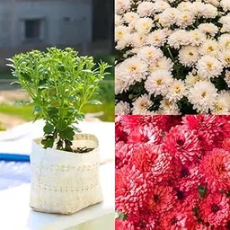 Chrysanthemum live plant saplings, Guldaudi, samanthi, Chandramallika live flower plant || Random Color Flower (Pack Of 1)-picture-41