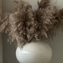 10pcs Medium Pampas Grass 10pcs Reed Grass uses in Decoration of Homes, Weddings etc-picture-23