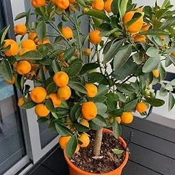 Mphmi Live Plant Nursery NCR Plant Orange Fruit, Santra (Grafted) - Plant Sweet orange-picture-12