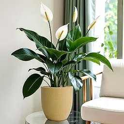 YUCCABE ITALIA FOXB PCUP 8 INCH Pots for Plants Highly Durable Polymers Lightweight Indoor Outdoor Flower Pot Gamla Tree Planter Container Planters for Living Room, Balcony, Garden, Office-picture-20