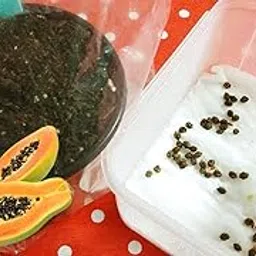 PlantaZee Fruit Seeds Papaya Seeds - Dwarf Variety Huge Production Hybrid Seed Fruit Seeds Bonsai Suitable Fruit Seeds Garden Pack 1pkt (100 seed)-picture-31