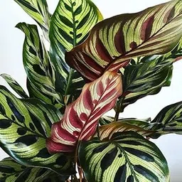 LittleJungle Peacock Calathea Makoyana -Live Plant with 5.5 Inches White Decor Pot | Indoor Plants For Home | Office Desk | Air Purifying Plant | Live Plant With Pot For Home Decor |-image-3