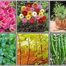 Creative Farmer For Garden Combo Herb Seeds & Vegetable Seeds : Amaranthus(Green), Chilly, Clarkia, Dahlia -Beauty Mixed, Terragon, Water Cress For Gardening-picture-68