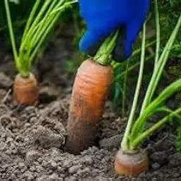 sugar beetroot seeds For Home sprouts Pack Of 90-picture-33