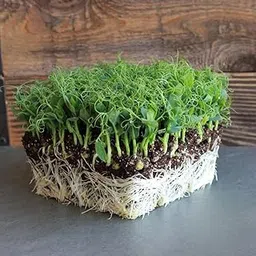 Growtime Pea Afila Microgreen Seeds, Microgreen Seeds for Home Gardening, Pea Afila Microgreen Seeds (Green)-picture-18